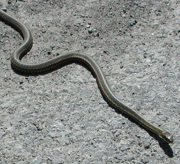 Garter Snake, Common (Thamnophis sirtalis) - 03a