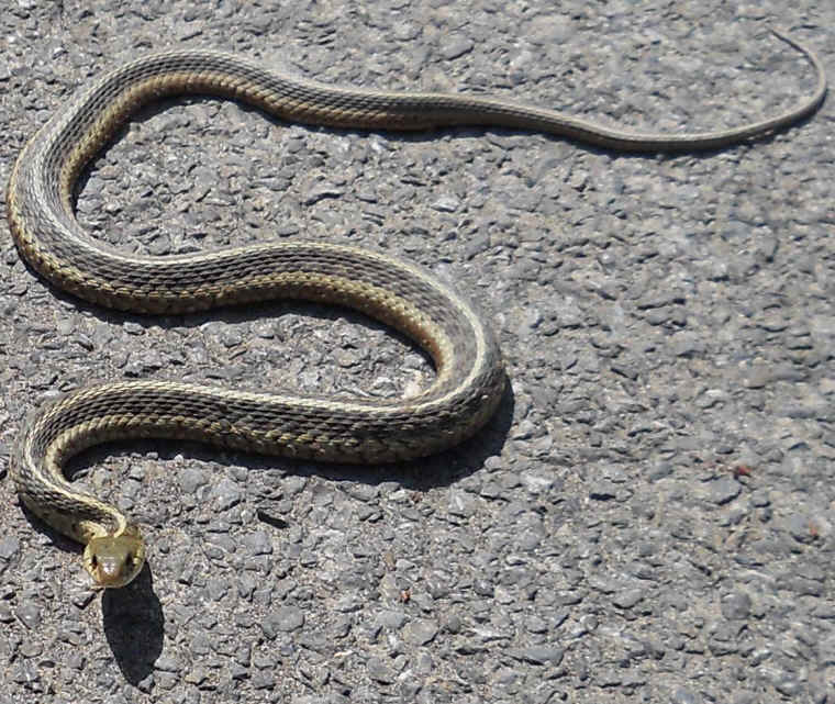 Garter Snake (Thamnophis sirtalis) - 15