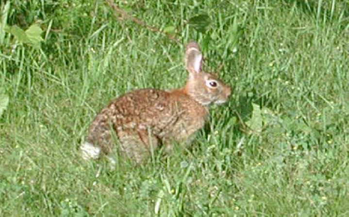 Rabbit, Eastern Cottontail (Sylvilagus floridanus) - 12