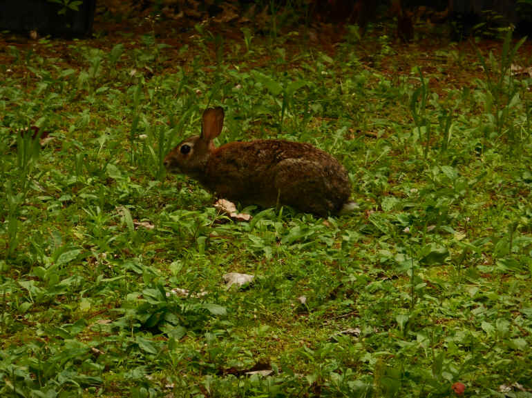 Rabbit - 16