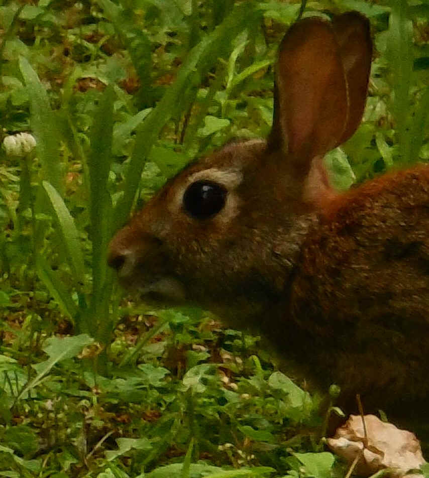 Rabbit - 16a