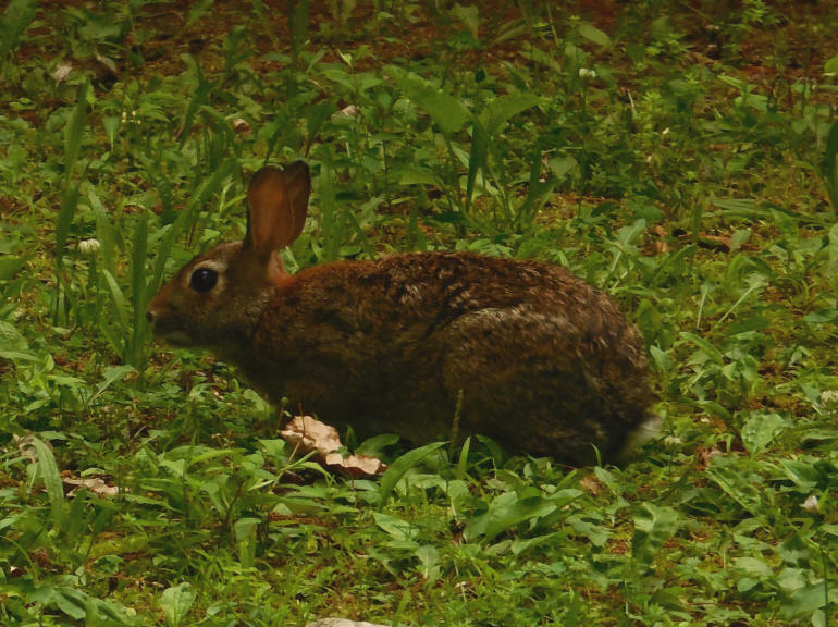 Rabbit - 17