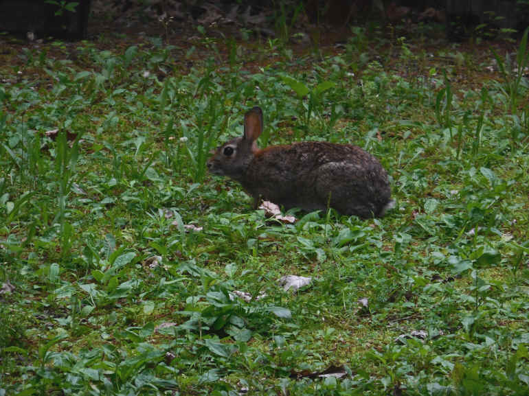 Rabbit - 18