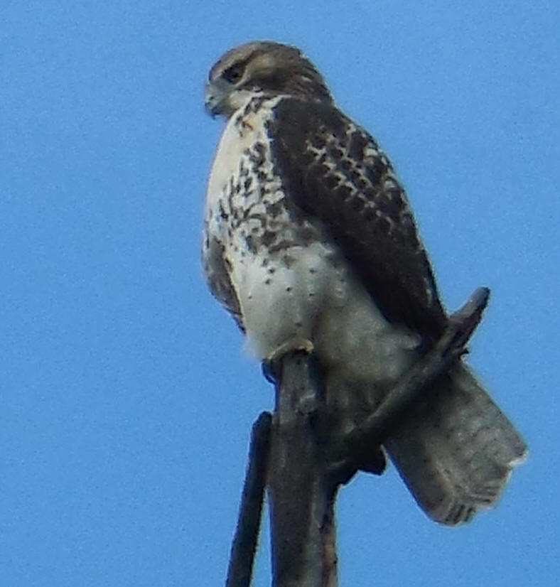 Red-tailed Hawk