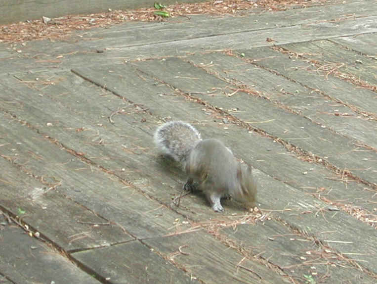 Eastern Gray Squirrel (Sciuridae carolinensis) - 13