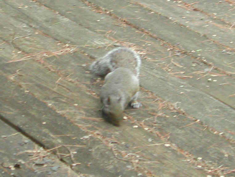 Eastern Gray Squirrel (Sciuridae carolinensis) - 16