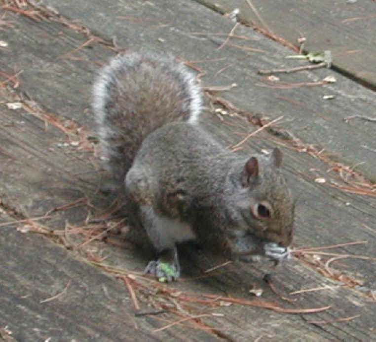 Eastern Gray Squirrel (Sciuridae carolinensis) - 18