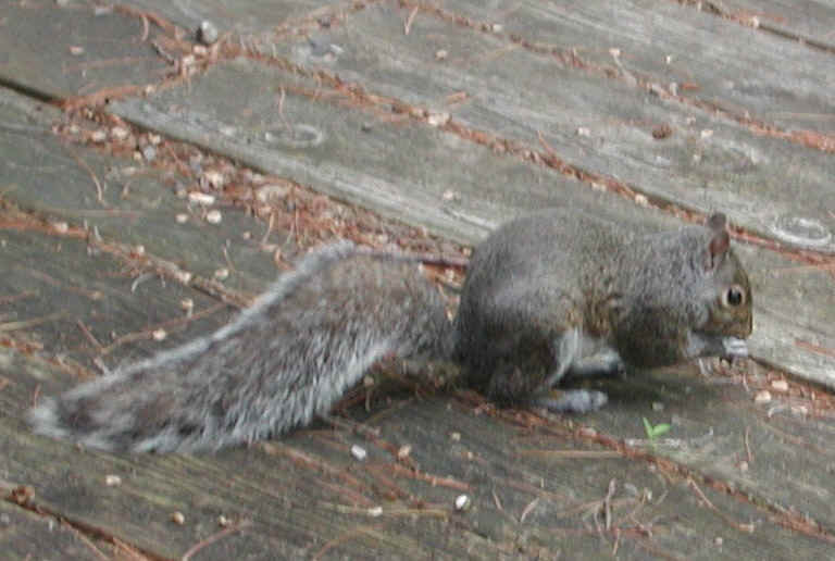 Eastern Gray Squirrel (Sciuridae carolinensis) - 19