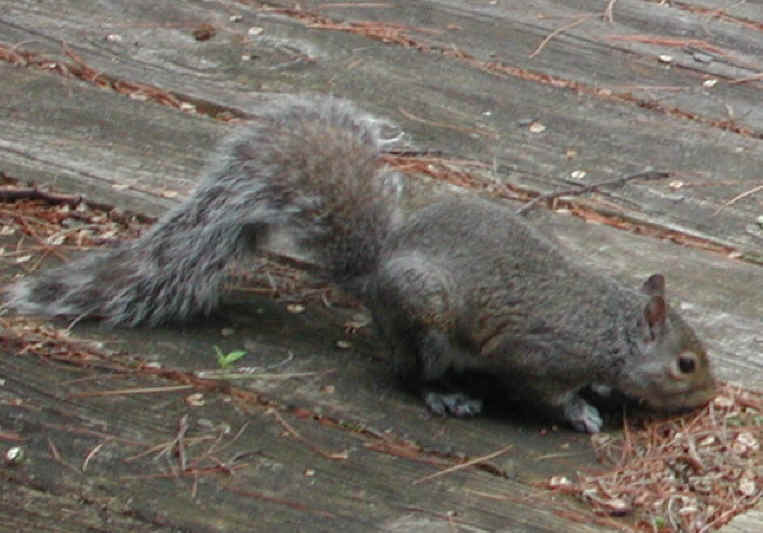 Eastern Gray Squirrel (Sciuridae carolinensis) - 20