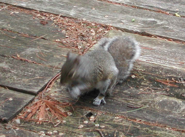 Eastern Gray Squirrel (Sciuridae carolinensis) - 22