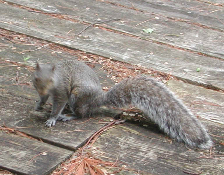 Eastern Gray Squirrel (Sciuridae carolinensis) - 25
