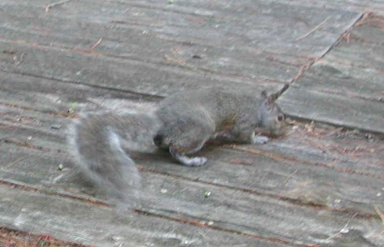 Eastern Gray Squirrel (Sciuridae carolinensis) - 36