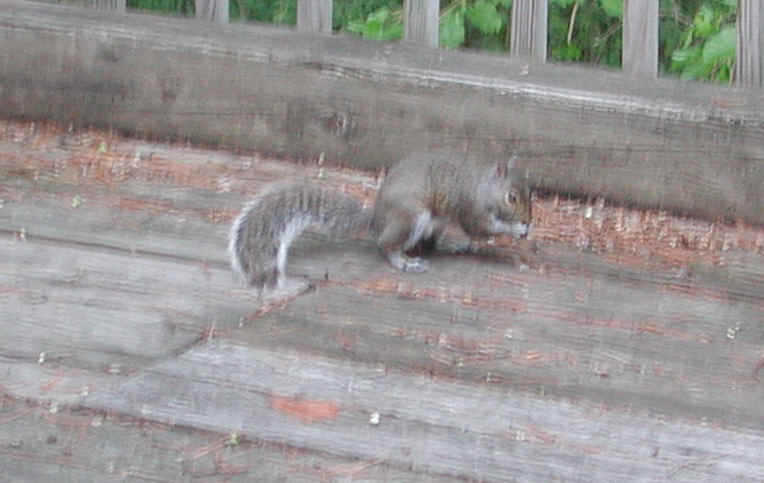 Eastern Gray Squirrel (Sciuridae carolinensis) - 39