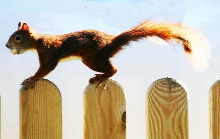 Red Squirrel (Sciurus vulgaris) - 06