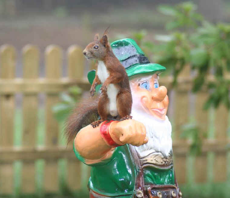 Red Squirrel (Sciurus vulgaris) - 15