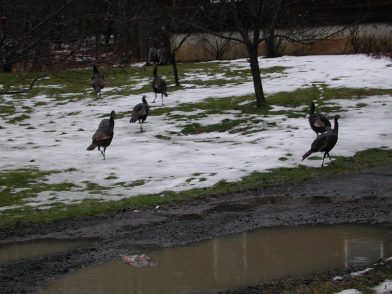 Wild Turkeys - 20050114-01