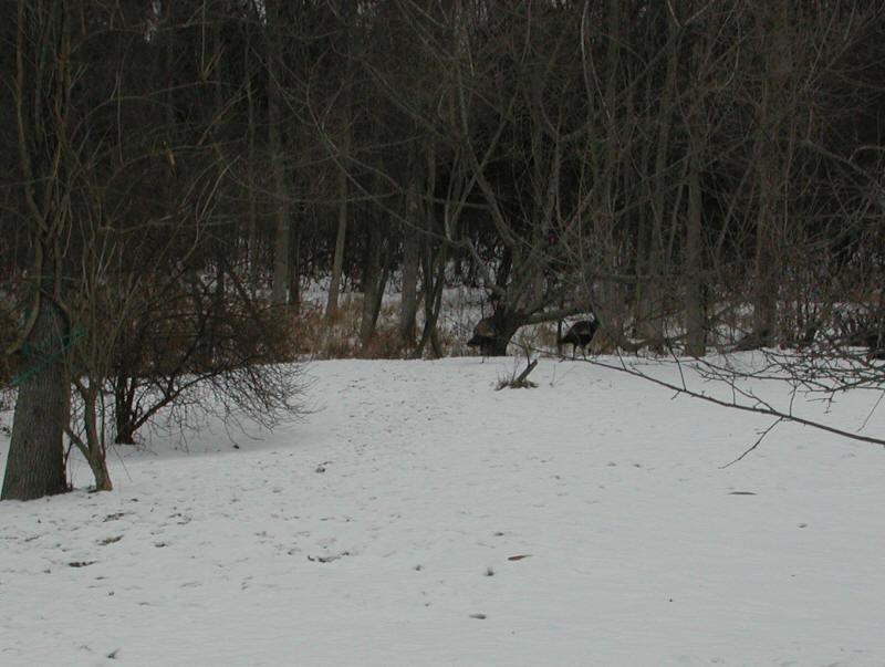 Wild Turkeys (Meleagris gallopavo) - 20050119-03