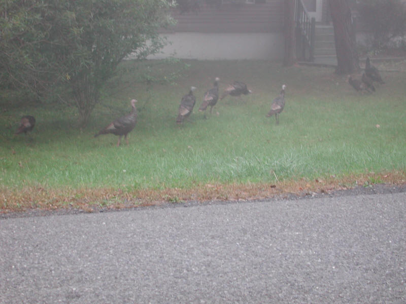 Wild Turkey - 20051002-02