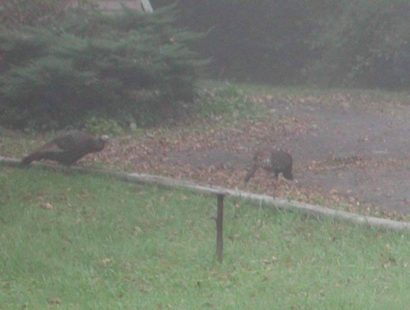 Wild Turkeys (Meleagris gallopavo) - 20051002-03a