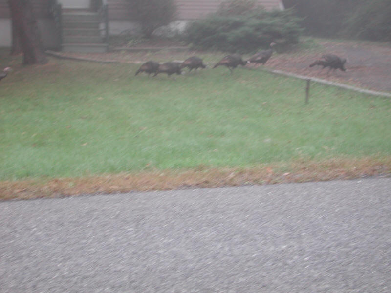 Wild Turkeys (Meleagris gallopavo) - 20051002-04