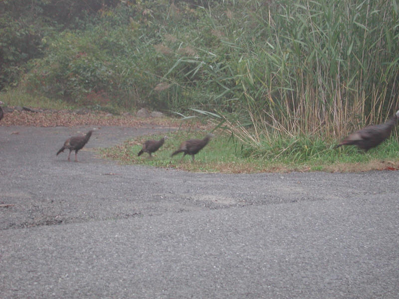 Wild Turkeys (Meleagris gallopavo) - 20051002-06