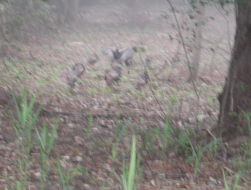 Wild Turkeys (Meleagris gallopavo) - 20051002-09