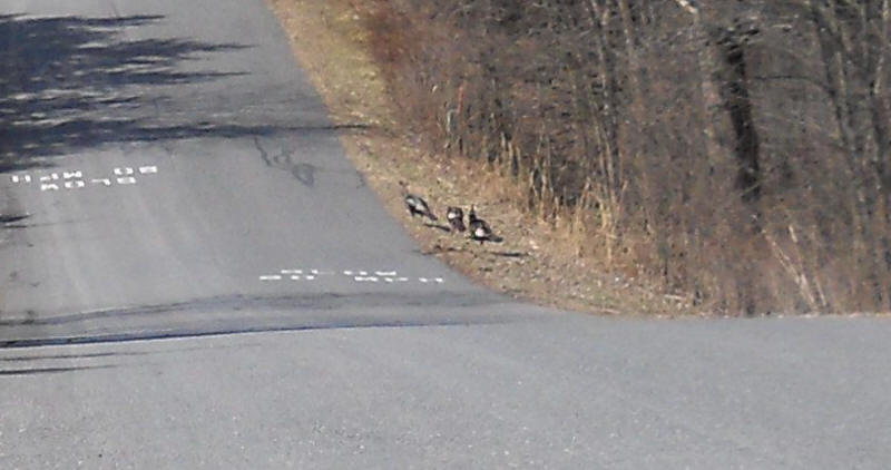 Wild Turkeys (Meleagris gallopavo) - 20120311-01