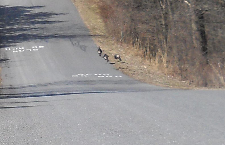 Wild Turkeys (Meleagris gallopavo) - 20120311-02