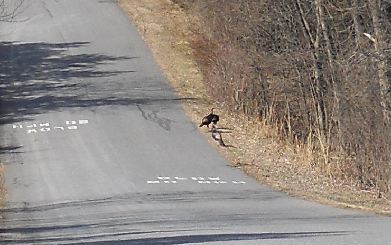 Wild Turkeys (Meleagris gallopavo) - 20120311-03