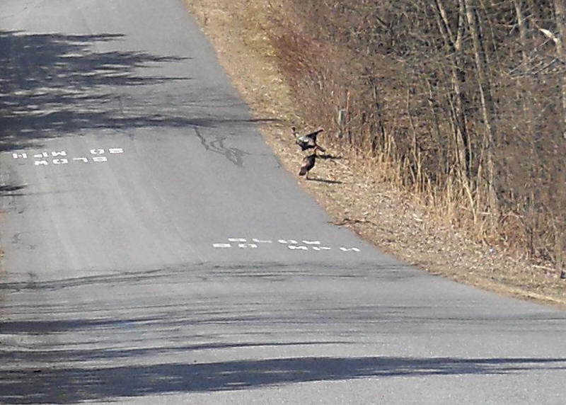 Wild Turkeys (Meleagris gallopavo) - 20120311-04