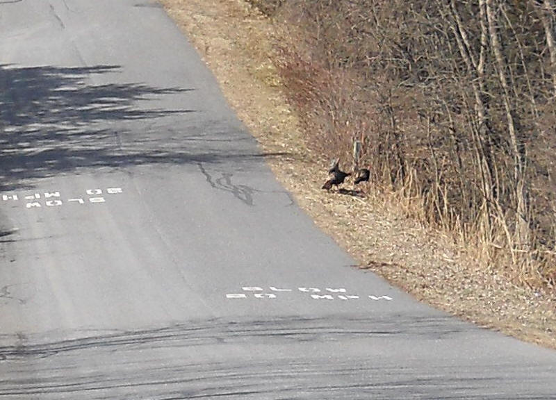 Wild Turkeys (Meleagris gallopavo) - 20120311-05