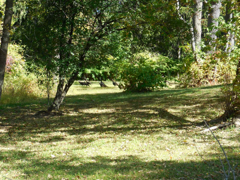 Wild Turkeys (Meleagris gallopavo) - 20140926-01