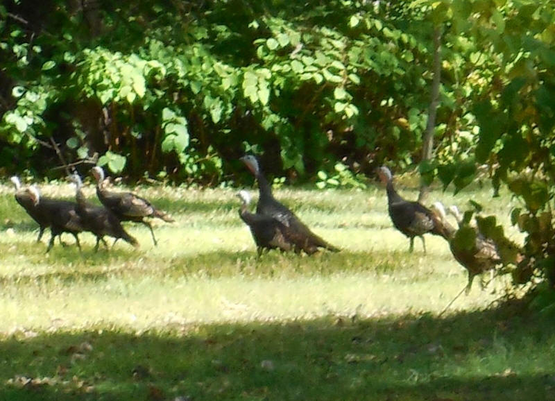 Wild Turkeys (Meleagris gallopavo) - 20140926-01a