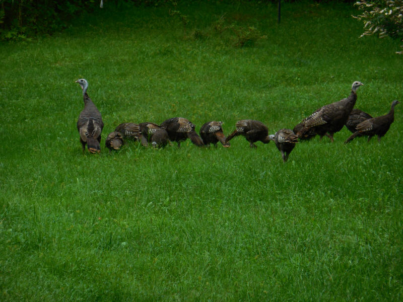 Wild Turkeys (Meleagris gallopavo) - 20180914-01