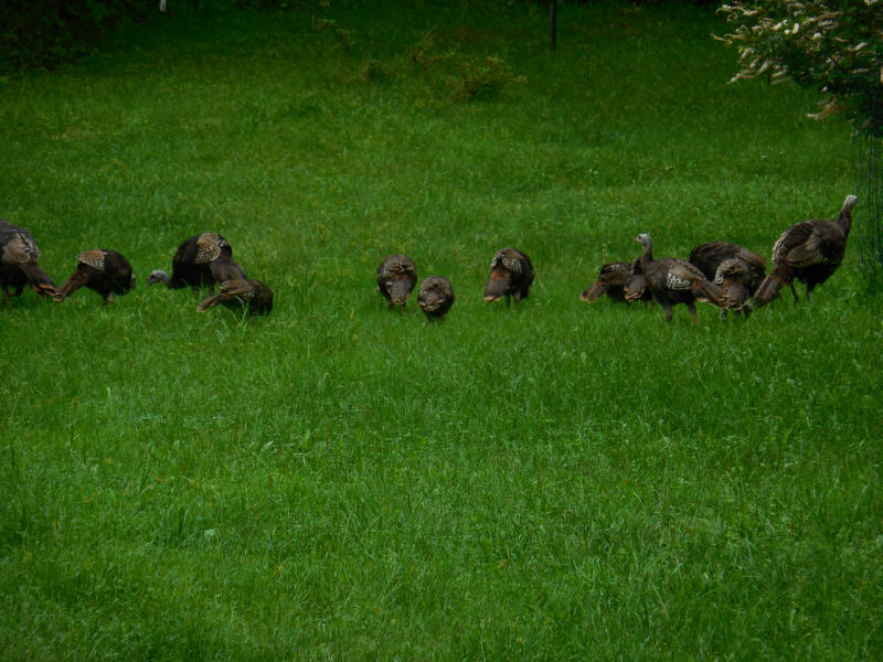 Wild Turkeys (Meleagris gallopavo) - 20180914-02
