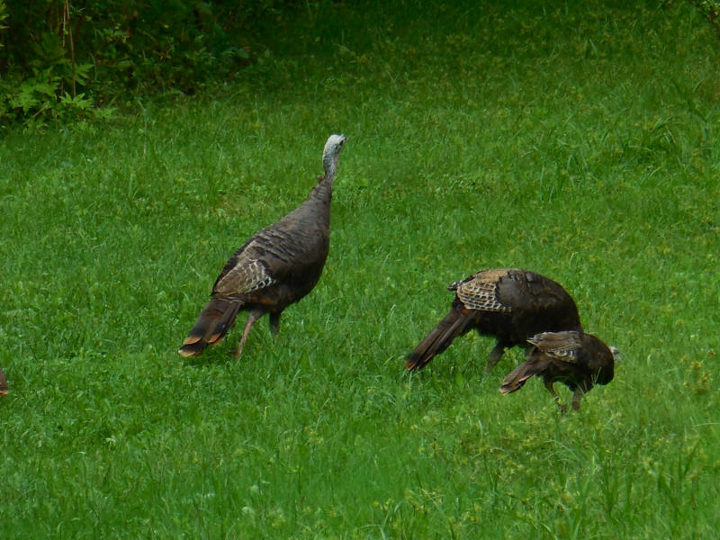 Wild Turkeys (Meleagris gallopavo) - 20180914-03