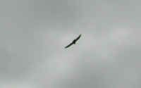 Turkey Vulture or Buzzard (Cathartes aura) - 05