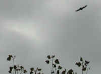 Turkey Vulture or Buzzard (Cathartes aura) - 07
