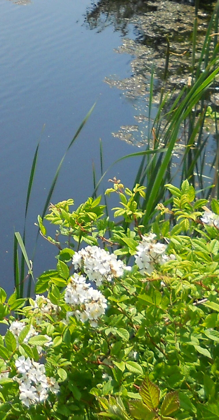 Flowering shrubs and cattails along the edge of the pond