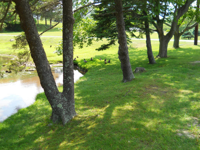 More ducks lounge beside the pond