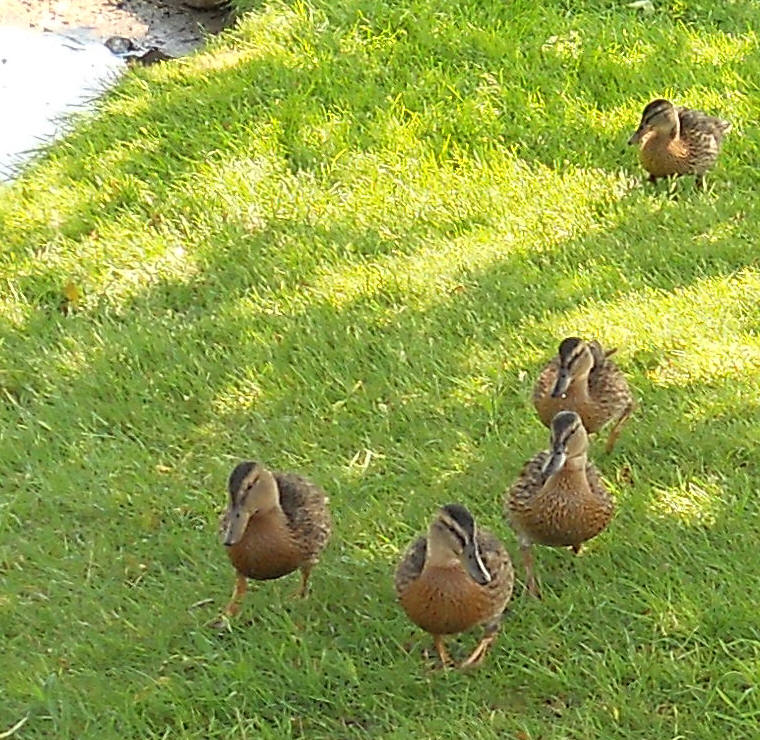 Ducks walking toward us