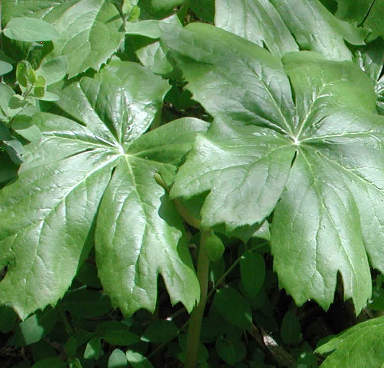 Four Mile Point Preserve - 30 Apr 2009 - 11a