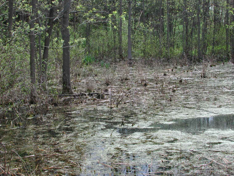 Four Mile Point Preserve - 30 Apr 2009 - 19