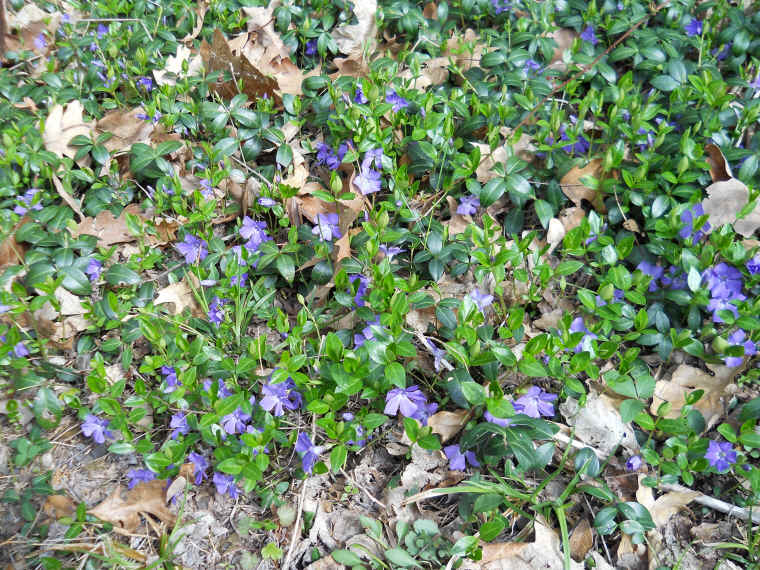 Four Mile Point Preserve - 22 April 2011 - 02