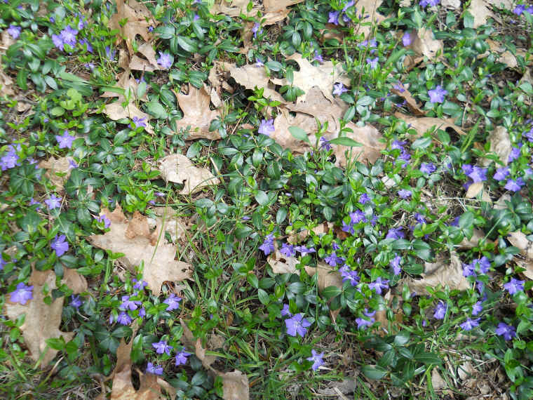 Four Mile Point Preserve - 22 April 2011 - 03