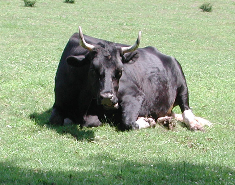 Woodstock Farm Animal Sanctuary - 3 August 2009 - 23a