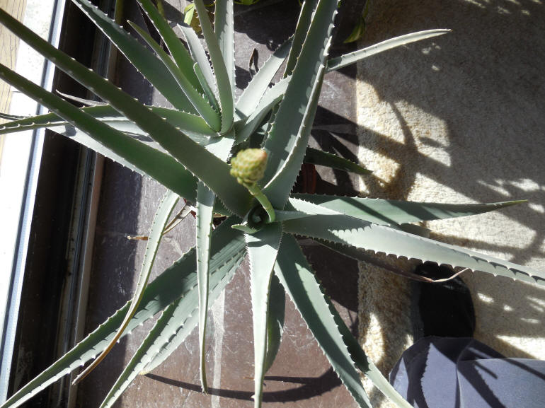 Growing Aloe Indoors - 03