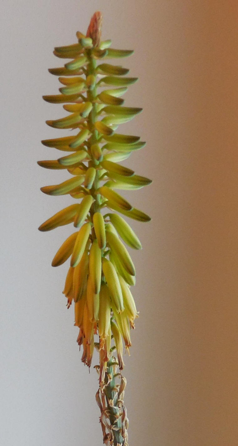 Aloe - 12
