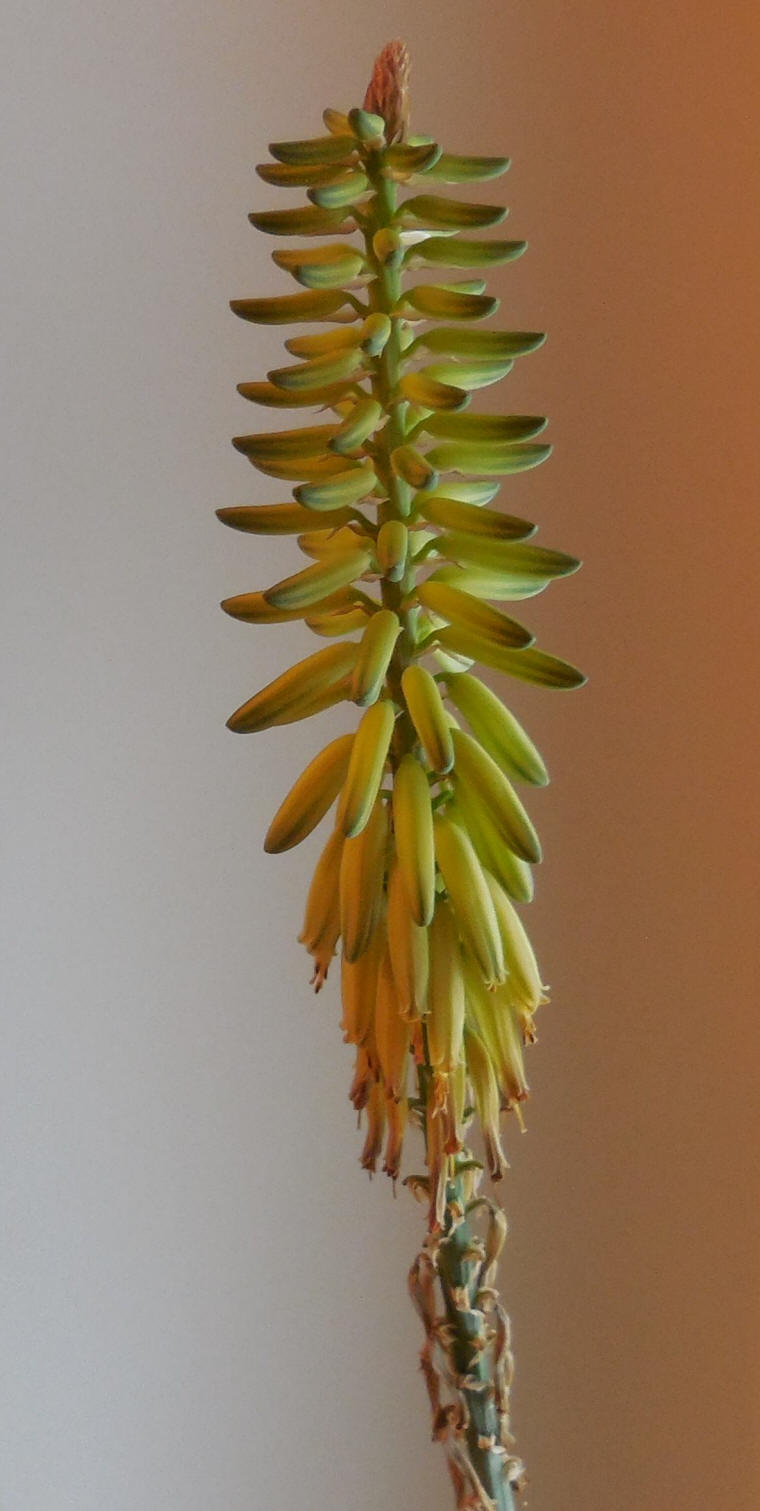 Aloe - 13