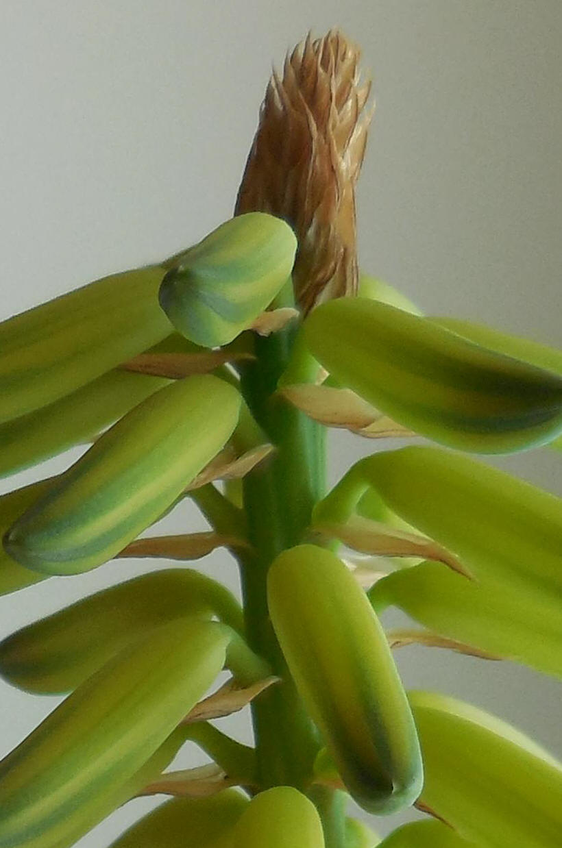 Aloe - 16